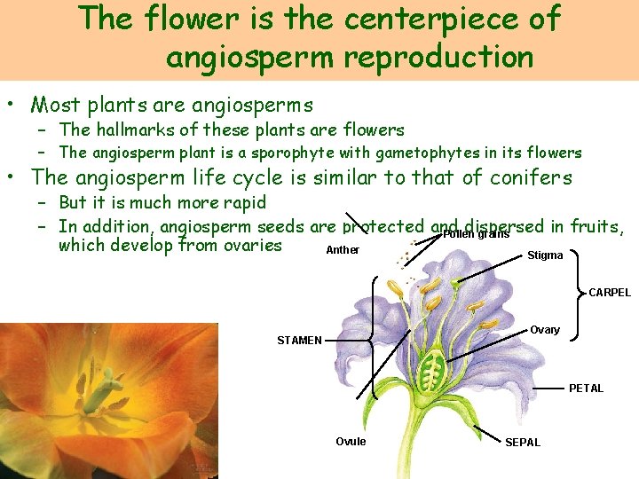 The flower is the centerpiece of angiosperm reproduction • Most plants are angiosperms –