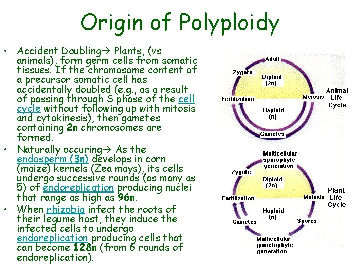 Origin of Polyploidy • Accident Doubling Plants, (vs animals), form germ cells from somatic