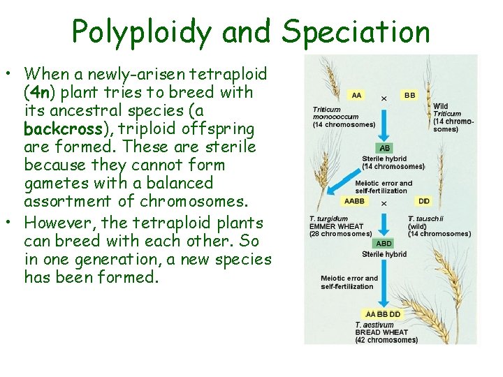Polyploidy and Speciation • When a newly-arisen tetraploid (4 n) plant tries to breed
