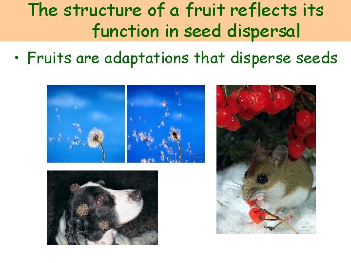 The structure of a fruit reflects its function in seed dispersal • Fruits are