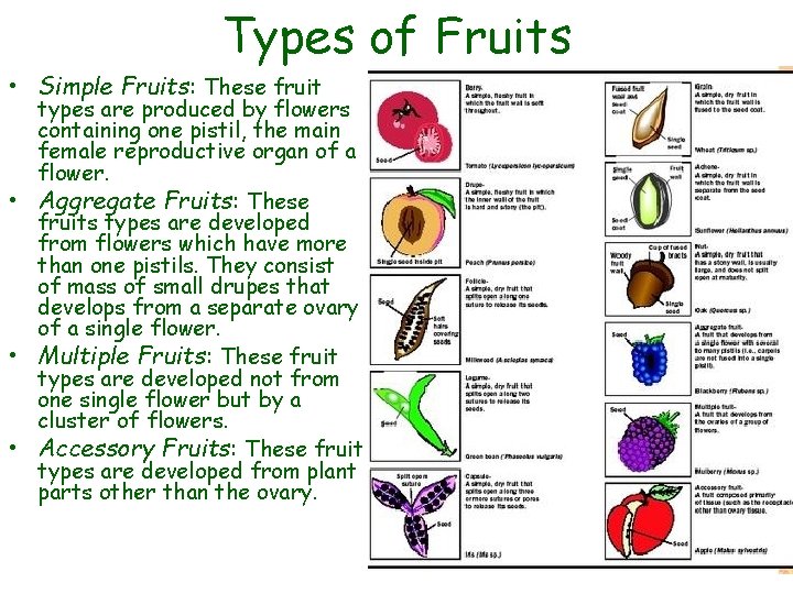 Types of Fruits • Simple Fruits: These fruit types are produced by flowers containing