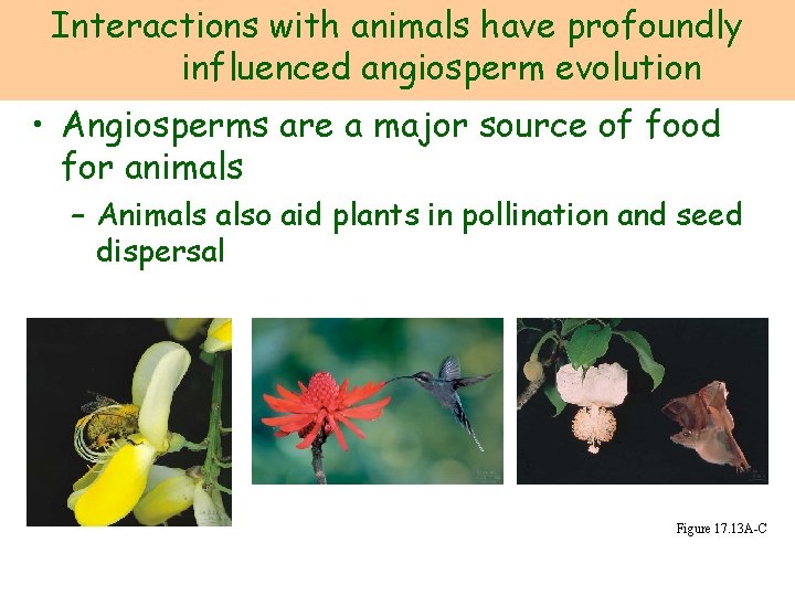 Interactions with animals have profoundly influenced angiosperm evolution • Angiosperms are a major source