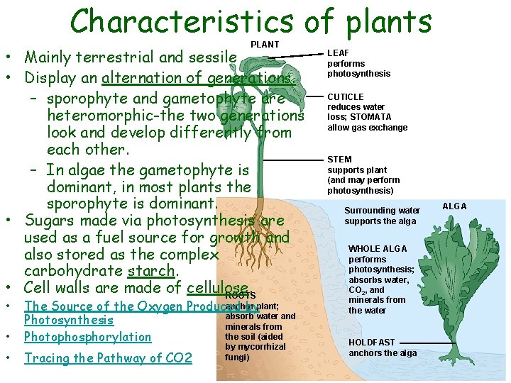 Characteristics of plants PLANT • Mainly terrestrial and sessile • Display an alternation of