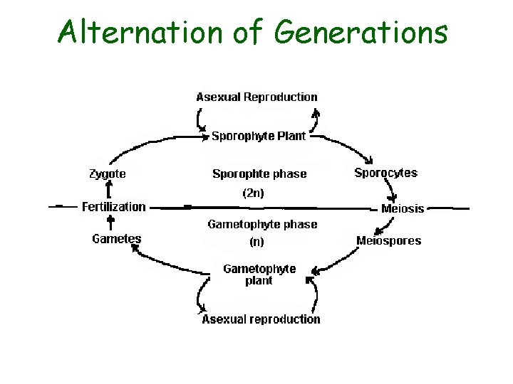 Alternation of Generations 