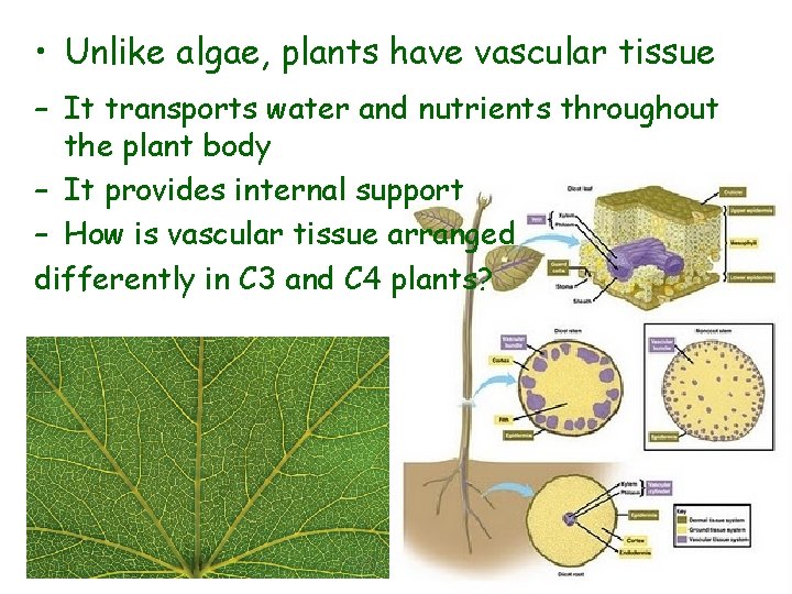  • Unlike algae, plants have vascular tissue – It transports water and nutrients