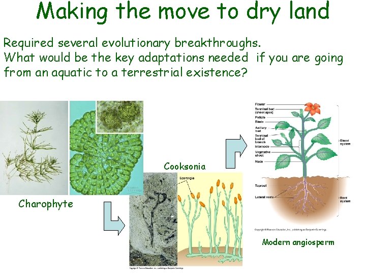 Making the move to dry land Required several evolutionary breakthroughs. What would be the