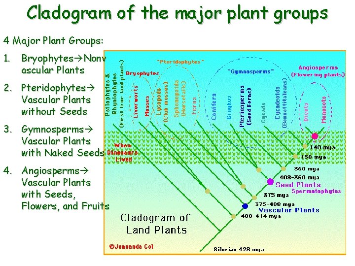Cladogram of the major plant groups 4 Major Plant Groups: 1. Bryophytes Nonv ascular