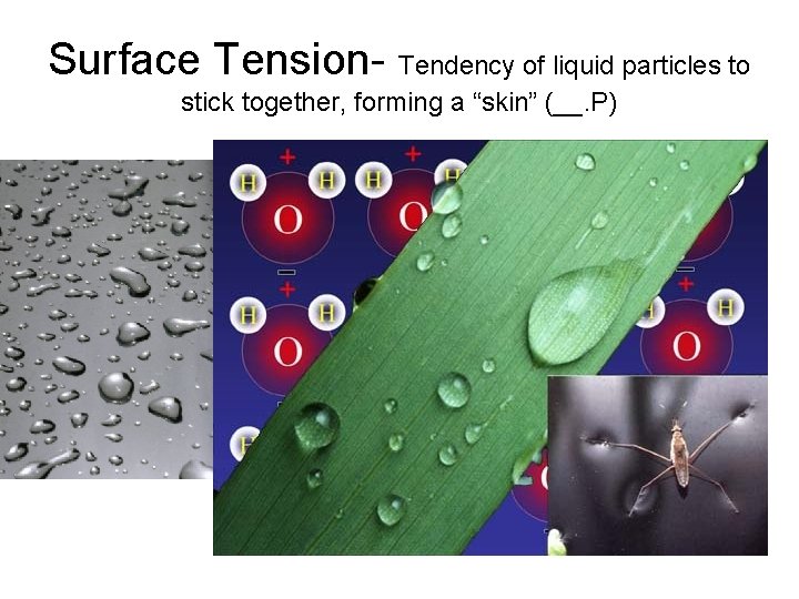 Surface Tension- Tendency of liquid particles to stick together, forming a “skin” (__. P)