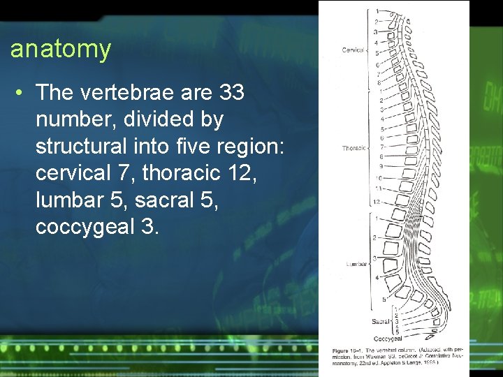 anatomy • The vertebrae are 33 number, divided by structural into five region: cervical