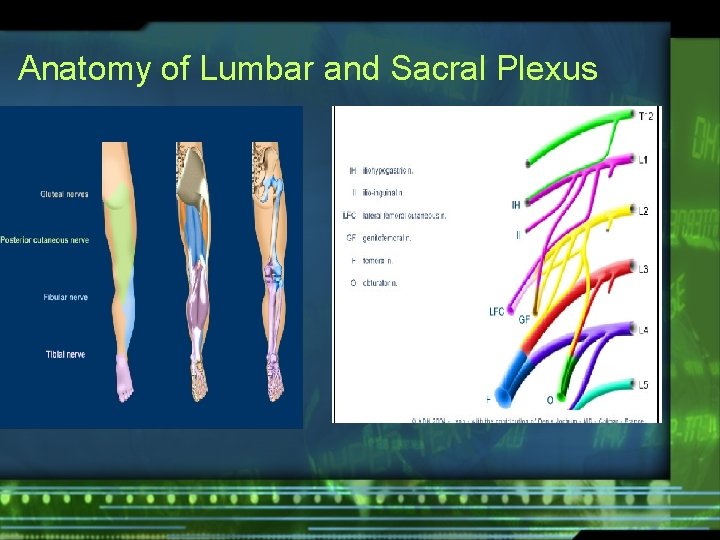 Anatomy of Lumbar and Sacral Plexus 