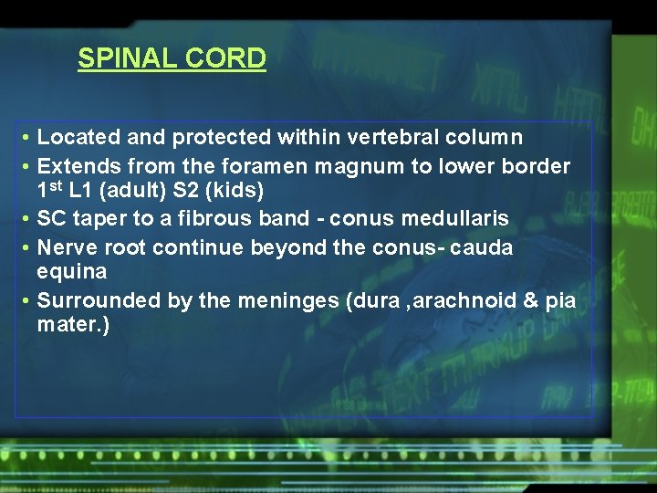 SPINAL CORD • Located and protected within vertebral column • Extends from the foramen