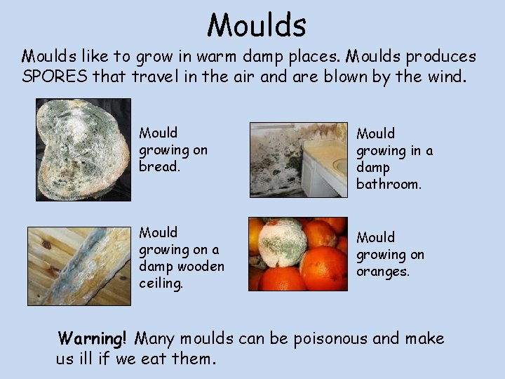 Moulds like to grow in warm damp places. Moulds produces SPORES that travel in