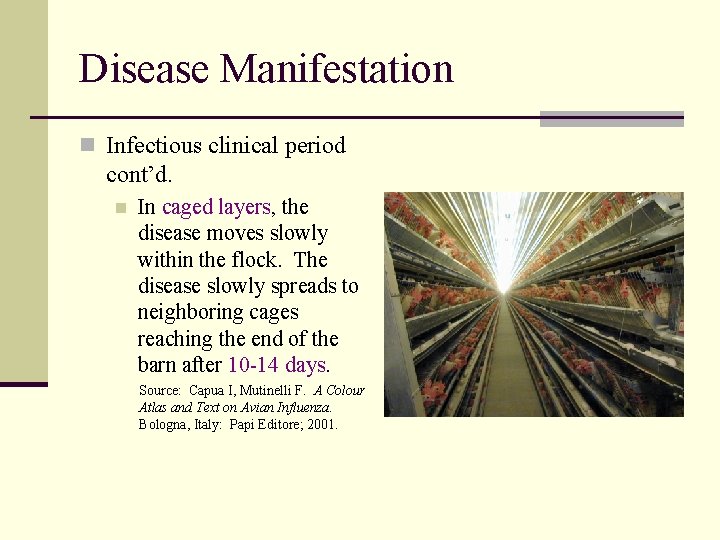 Disease Manifestation n Infectious clinical period cont’d. n In caged layers, the disease moves