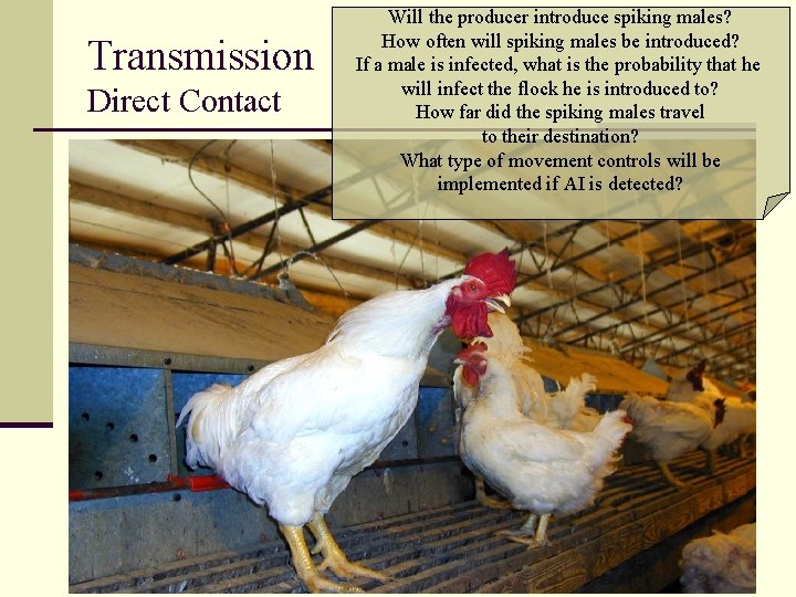 Transmission Direct Contact Source: www. webshots. com Will the producer introduce spiking males? How