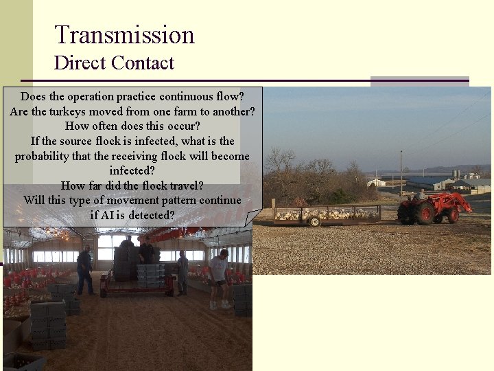Transmission Direct Contact Does the operation practice continuous flow? Are the turkeys moved from