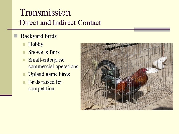 Transmission Direct and Indirect Contact n Backyard birds n Hobby n Shows & fairs