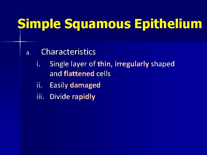 Simple Squamous Epithelium Characteristics a. i. Single layer of thin, irregularly shaped and flattened