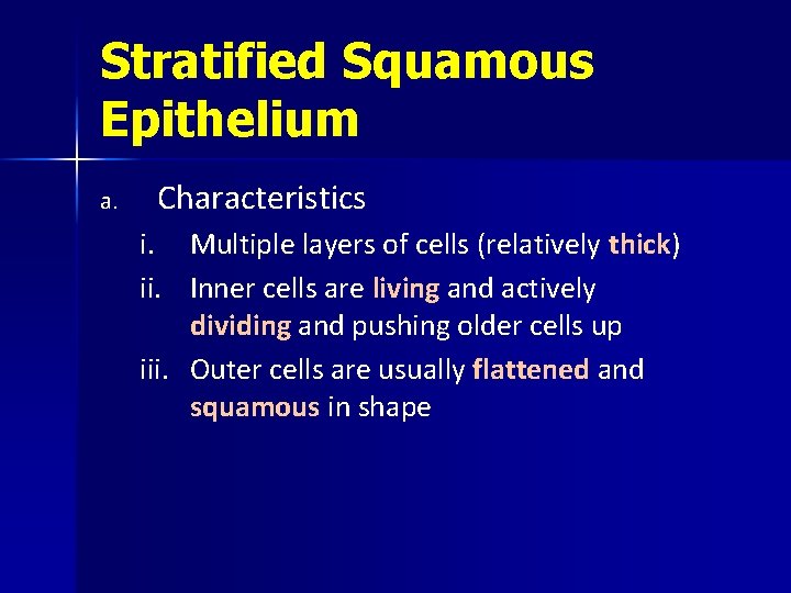Stratified Squamous Epithelium a. Characteristics i. ii. Multiple layers of cells (relatively thick) Inner