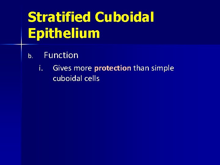 Stratified Cuboidal Epithelium Function b. i. Gives more protection than simple cuboidal cells 