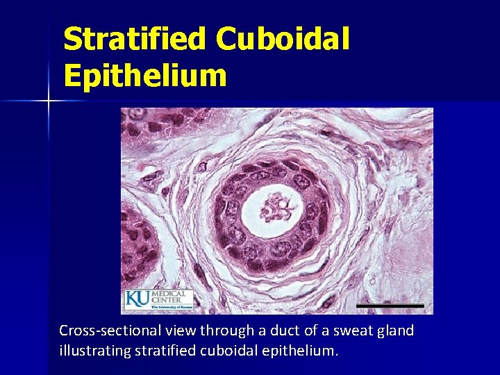 Stratified Cuboidal Epithelium Cross-sectional view through a duct of a sweat gland illustrating stratified