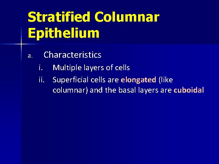 Stratified Columnar Epithelium a. Characteristics i. ii. Multiple layers of cells Superficial cells are