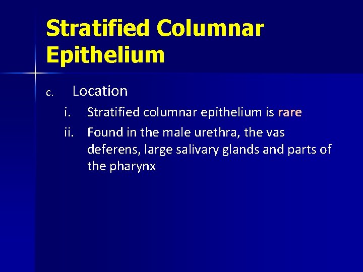 Stratified Columnar Epithelium c. Location i. ii. Stratified columnar epithelium is rare Found in