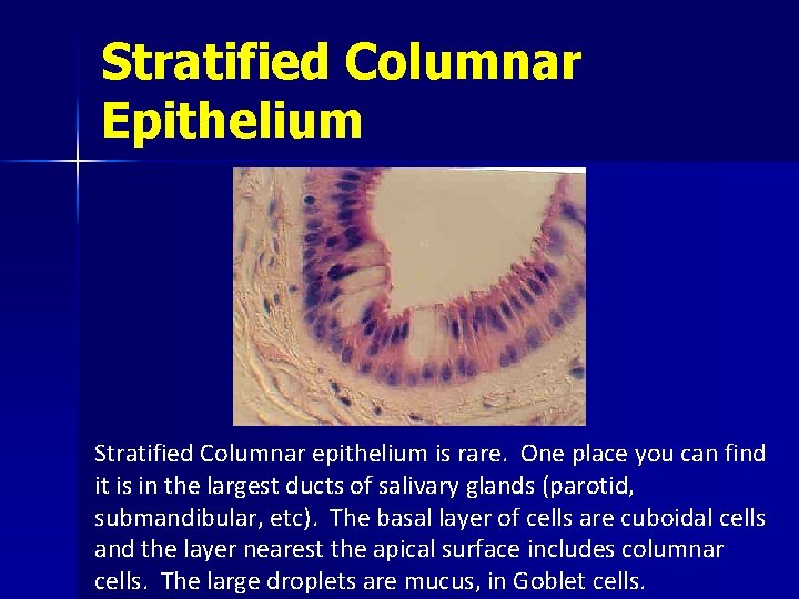 Stratified Columnar Epithelium Stratified Columnar epithelium is rare. One place you can find it