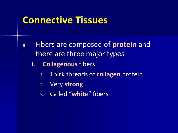 Connective Tissues Fibers are composed of protein and there are three major types a.