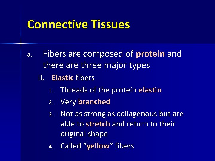 Connective Tissues a. Fibers are composed of protein and there are three major types