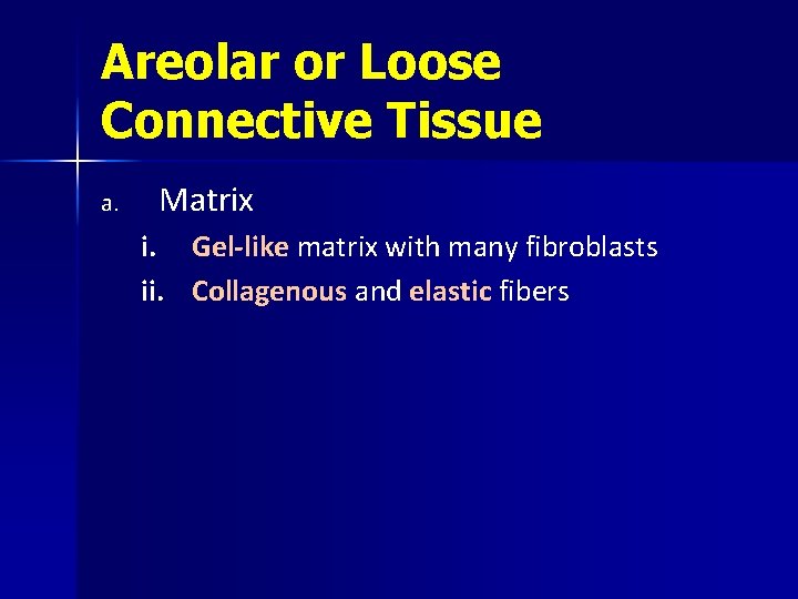Areolar or Loose Connective Tissue a. Matrix i. ii. Gel-like matrix with many fibroblasts