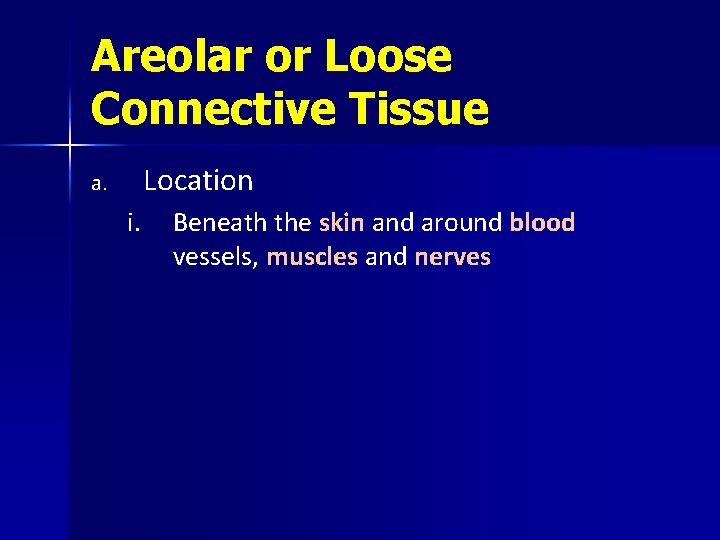 Areolar or Loose Connective Tissue Location a. i. Beneath the skin and around blood