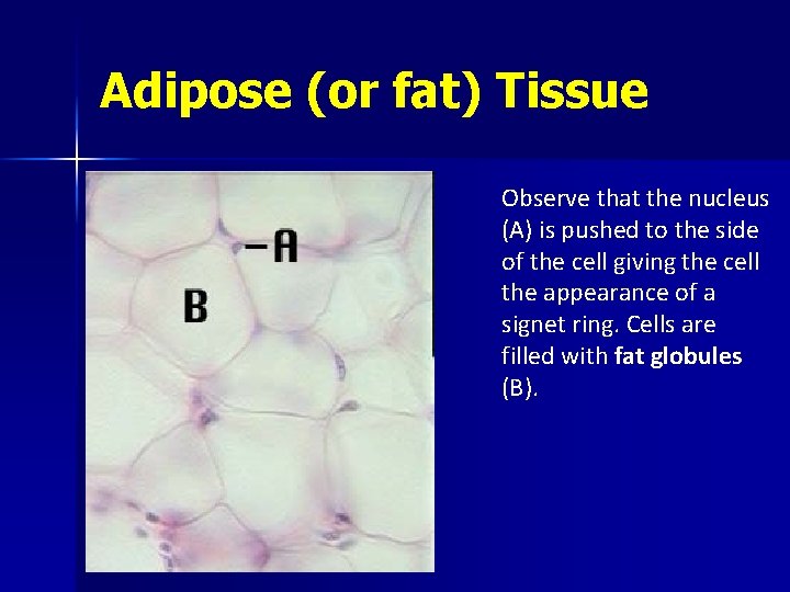 Adipose (or fat) Tissue Observe that the nucleus (A) is pushed to the side