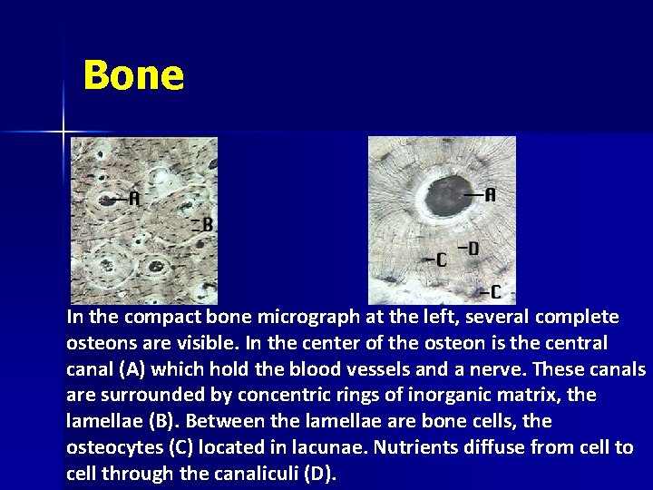 Bone In the compact bone micrograph at the left, several complete osteons are visible.