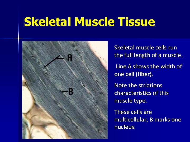 Skeletal Muscle Tissue Skeletal muscle cells run the full length of a muscle. Line
