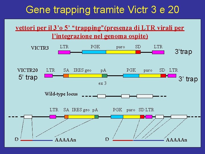 Gene trapping tramite Victr 3 e 20 vettori per il 3’o 5’ “trapping”(presenza di