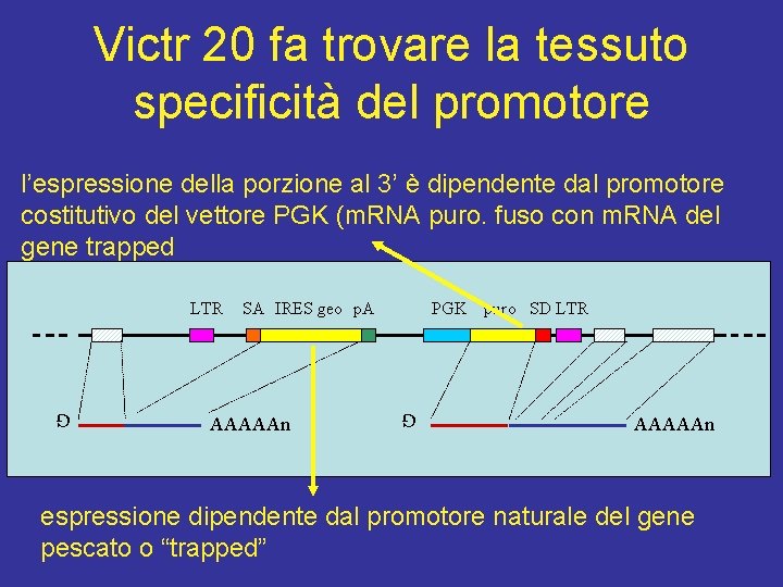 Victr 20 fa trovare la tessuto specificità del promotore l’espressione della porzione al 3’