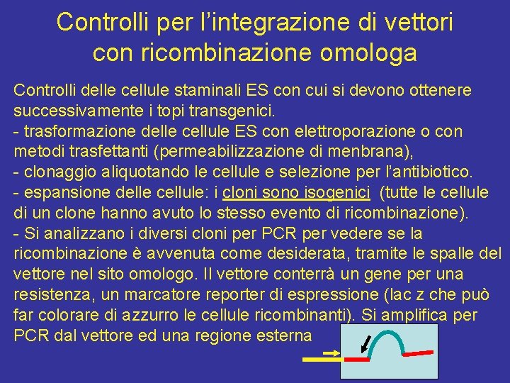 Controlli per l’integrazione di vettori con ricombinazione omologa Controlli delle cellule staminali ES con Controlli per l’integrazione di vettori con ricombinazione omologa Controlli delle cellule staminali ES con