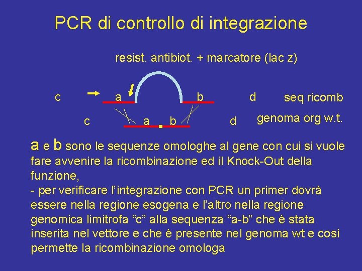 PCR di controllo di integrazione resist. antibiot. + marcatore (lac z) c a c