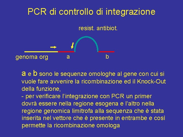 PCR di controllo di integrazione resist. antibiot. genoma org a b a e b