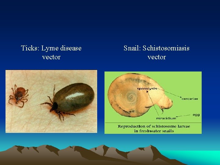 Ticks: Lyme disease vector Snail: Schistosomiasis vector 