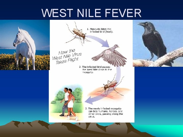 WEST NILE FEVER 