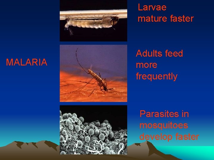 Larvae mature faster MALARIA Adults feed more frequently Parasites in mosquitoes develop faster 