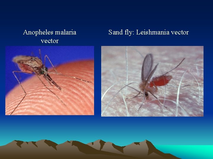 Anopheles malaria vector Sand fly: Leishmania vector 