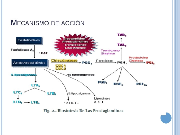 MECANISMO DE ACCIÓN 