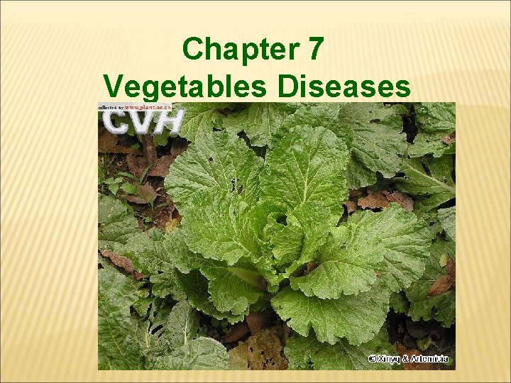 Chapter 7 Vegetables Diseases 