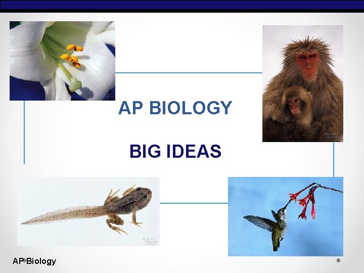 AP BIOLOGY BIG IDEAS AP Biology 