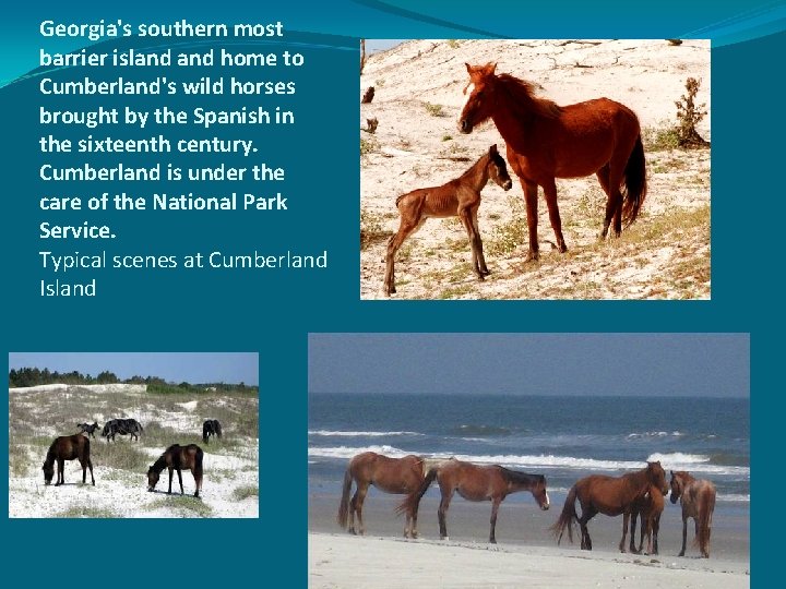 Georgia's southern most barrier island home to Cumberland's wild horses brought by the Spanish
