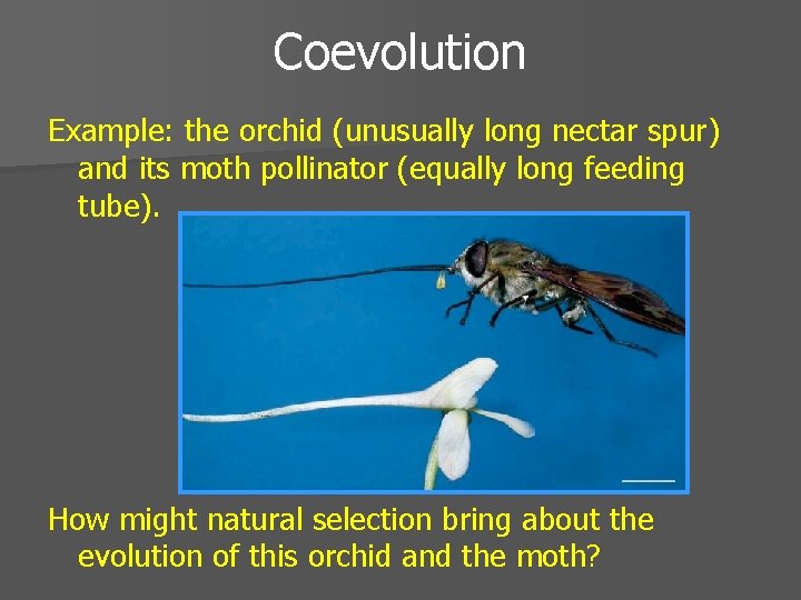 Coevolution Example: the orchid (unusually long nectar spur) and its moth pollinator (equally long