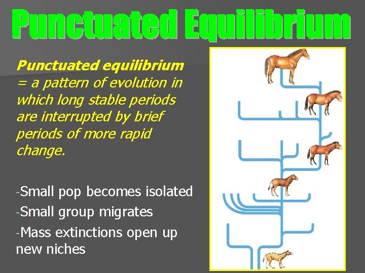 Punctuated equilibrium = a pattern of evolution in which long stable periods are interrupted