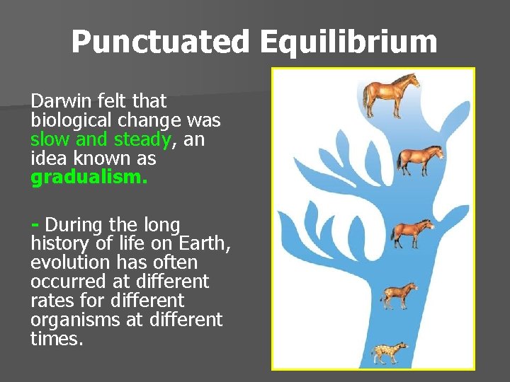 Punctuated Equilibrium Darwin felt that biological change was slow and steady, an idea known